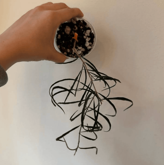 Hoya stenophylla - The Plant Lady SF