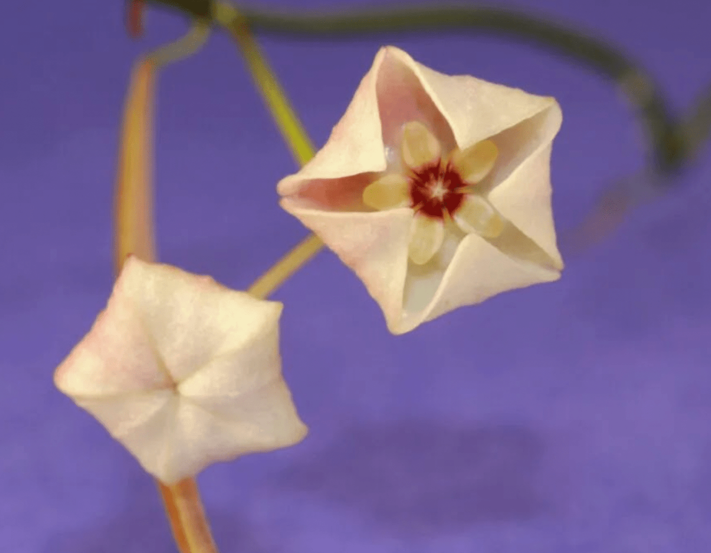 Hoya stenophylla – The Plant Lady SF