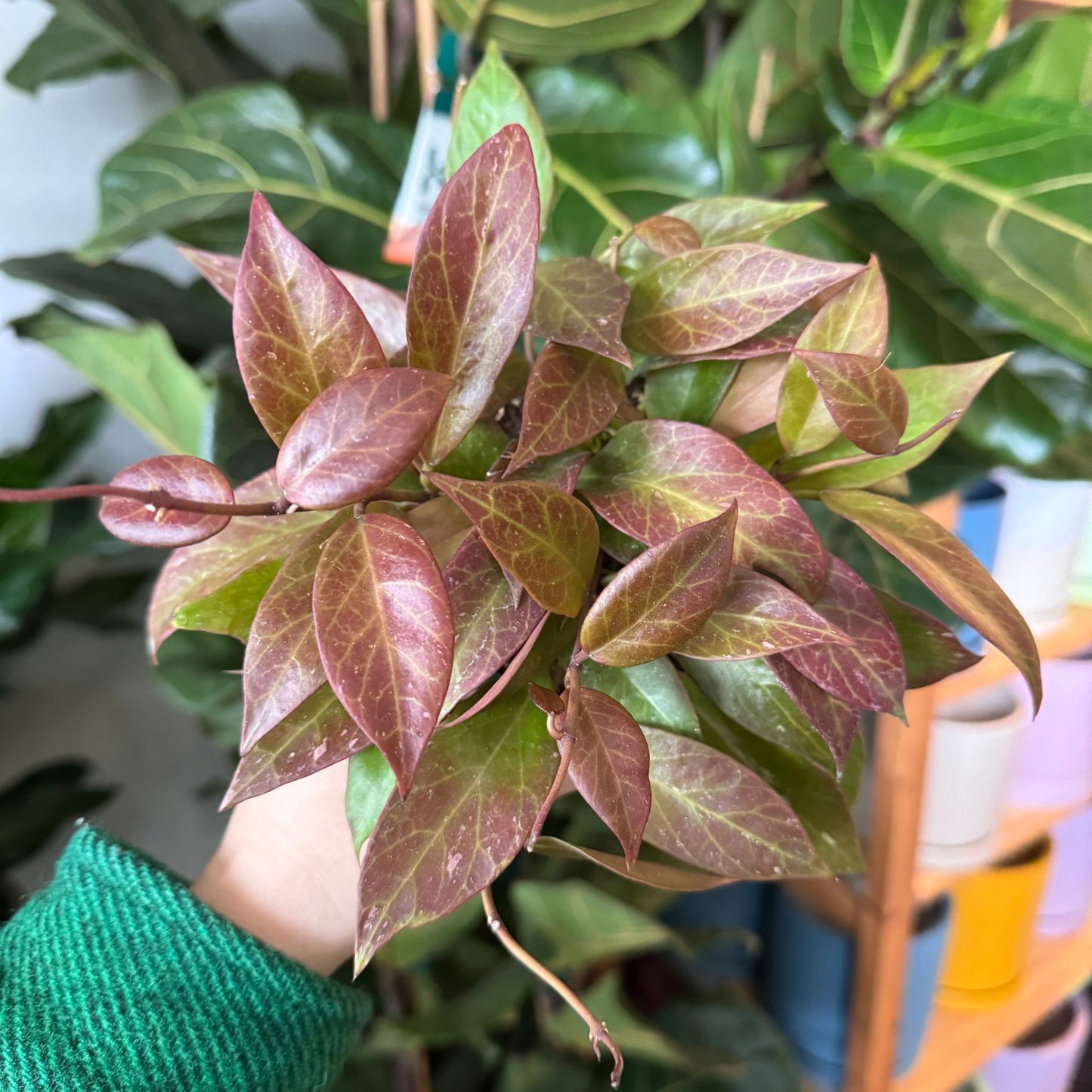 Hoya ‘Sunrise’ - The Plant Lady SF