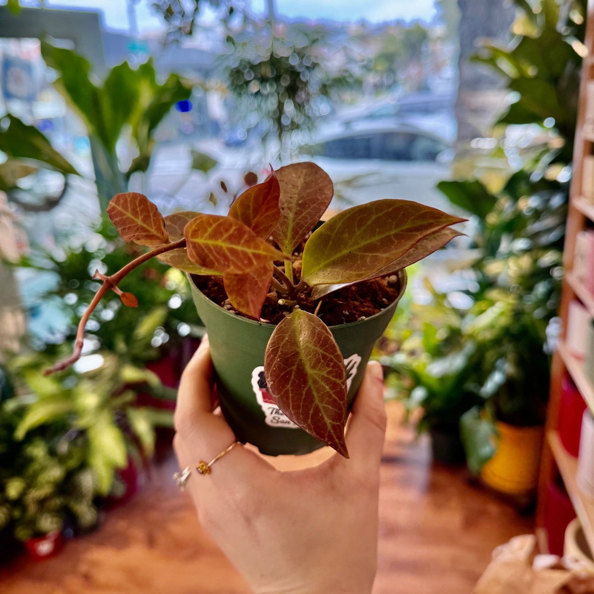 Hoya ‘Sunrise’ - The Plant Lady SF