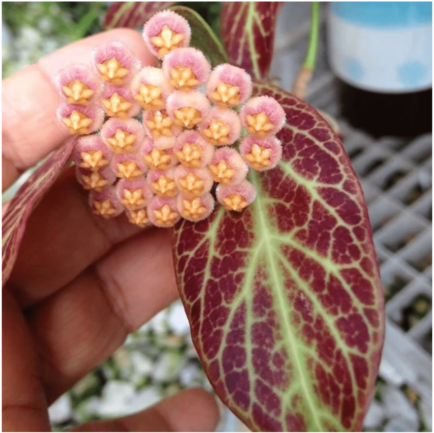 Hoya ‘Sunrise’ - The Plant Lady SF