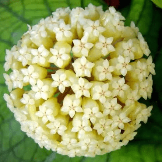 Hoya vitellinoides - The Plant Lady SF