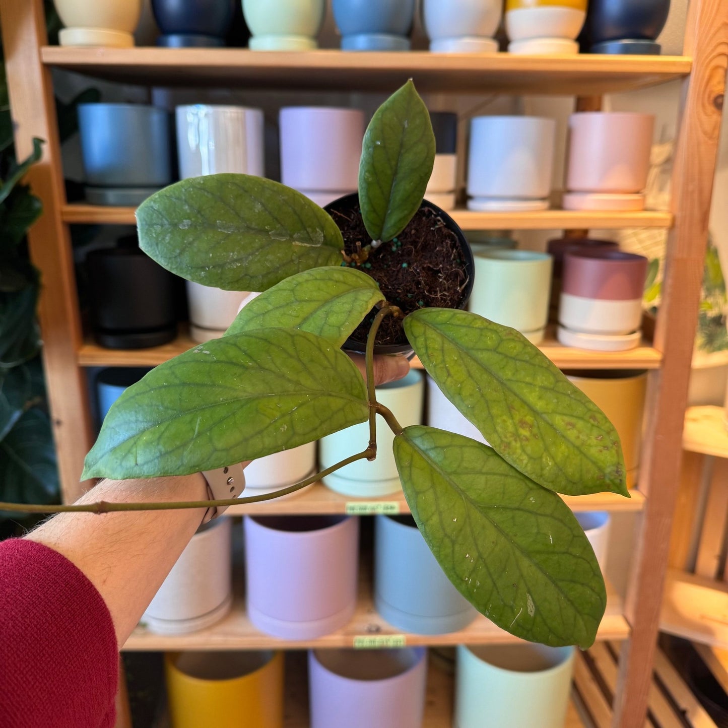 Hoya vitellinoides - The Plant Lady SF