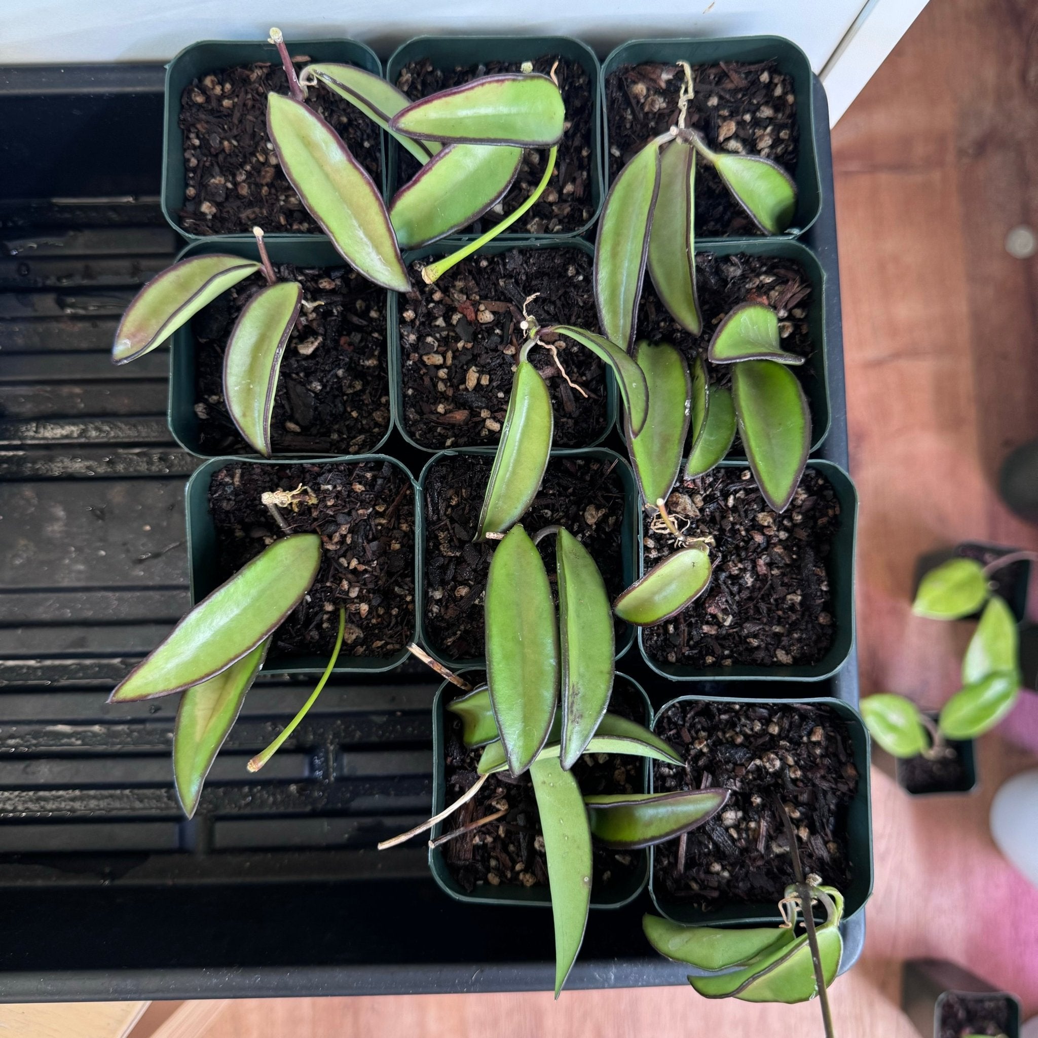 Hoya wayetii – The Plant Lady SF