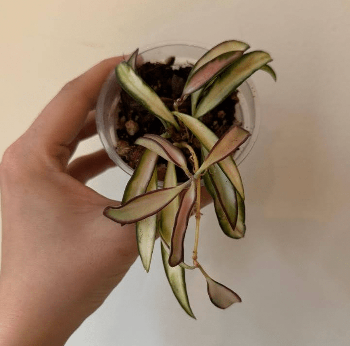 Hoya wayetii variegata - The Plant Lady SF