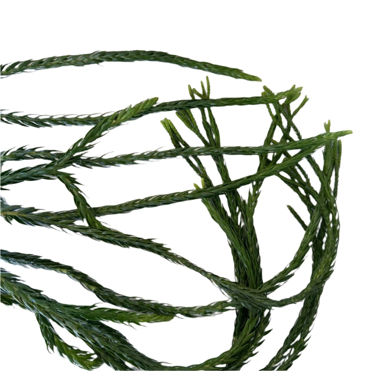 Huperzia coralla "Sida" - The Plant Lady SF