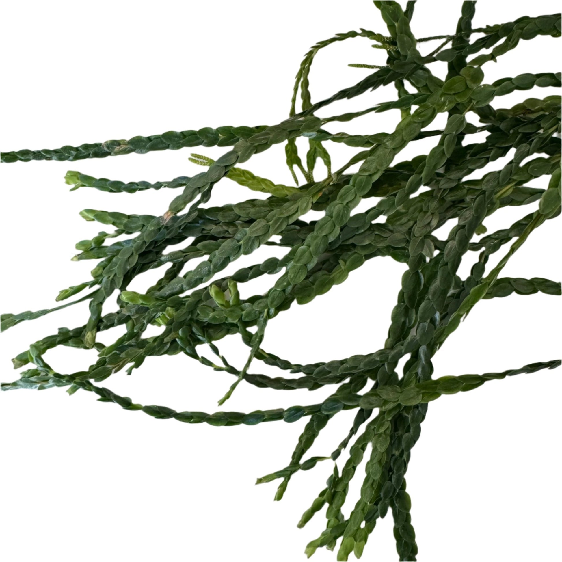 Huperzia nummulariifolia - The Plant Lady SF