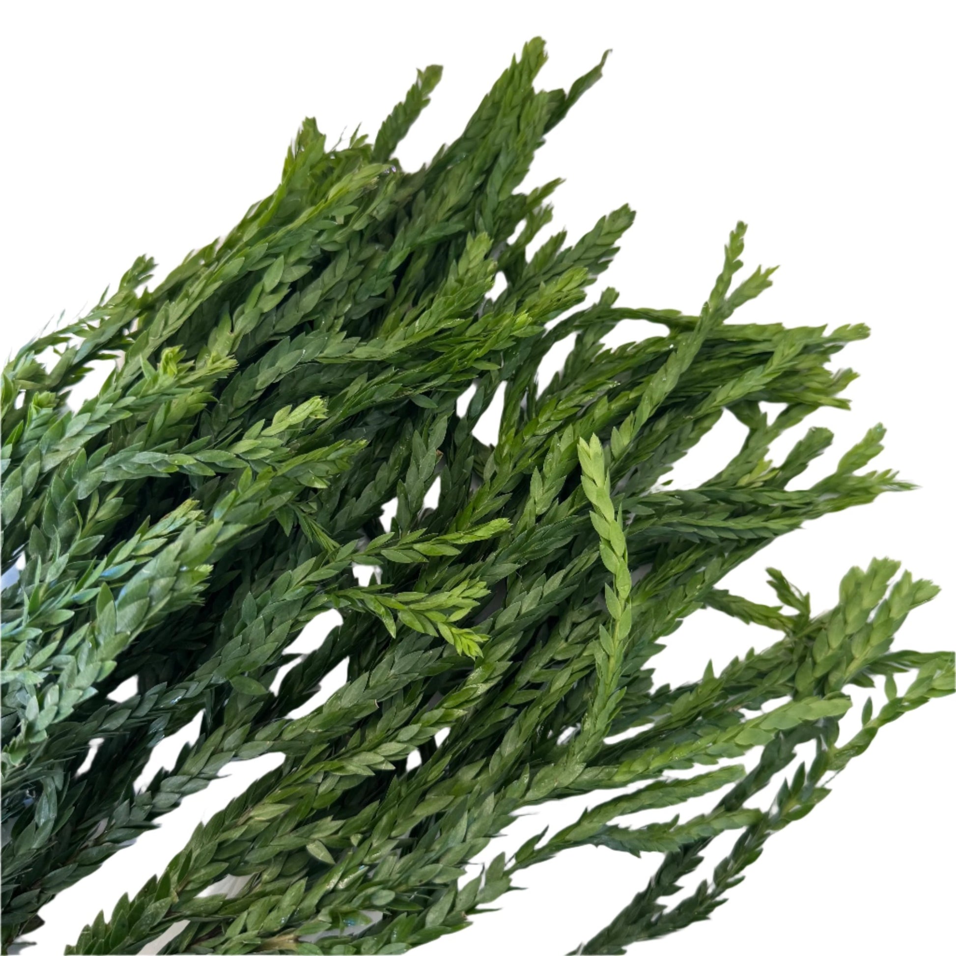 Huperzia sp. "Triangle Frond" - The Plant Lady SF