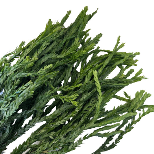 Huperzia sp. "Triangle Frond" - The Plant Lady SF