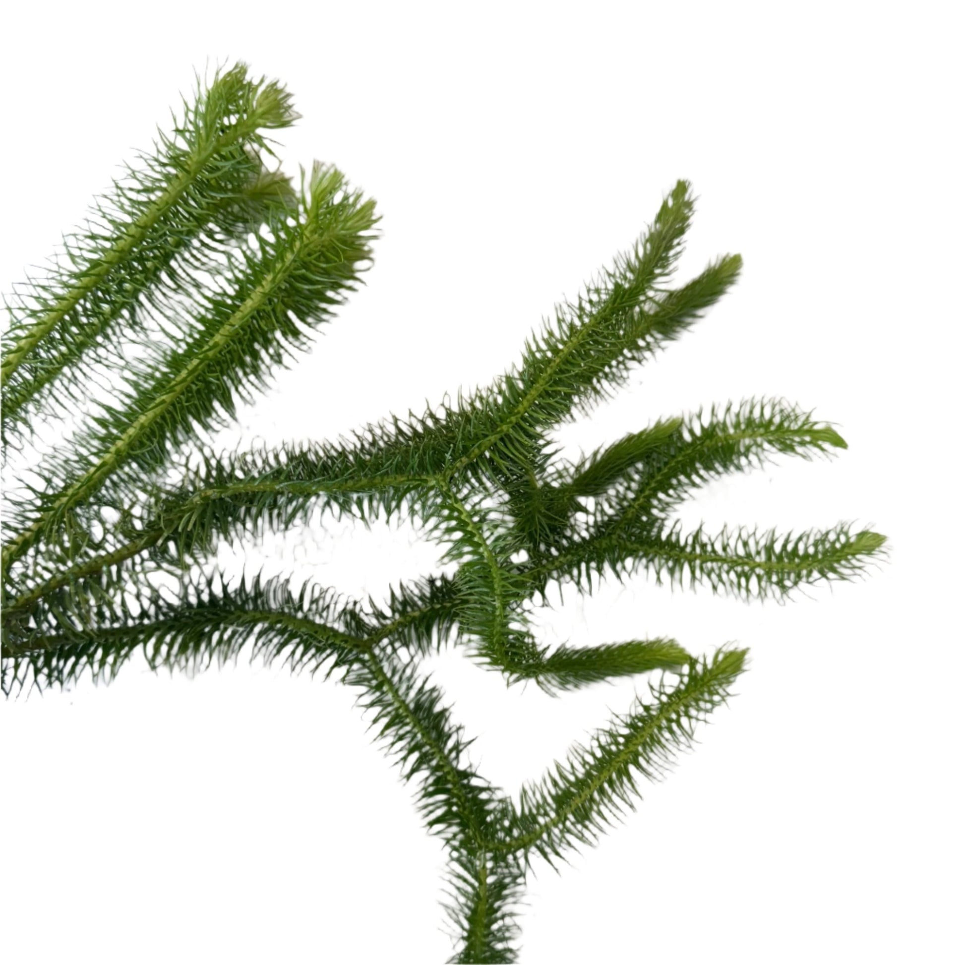 Huperzia squarrosa - The Plant Lady SF