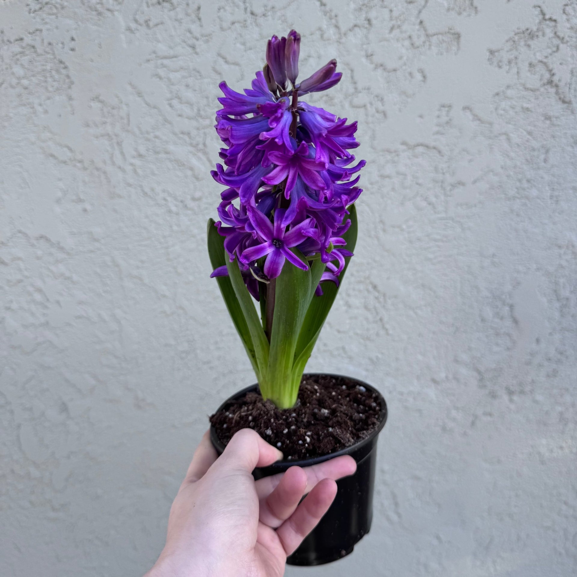 is hyacinth indoor plant Hyacinth - Assorted Colors