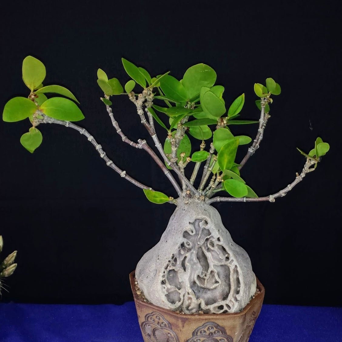 Hydnophytum formicarum (ant plant) - The Plant Lady SF