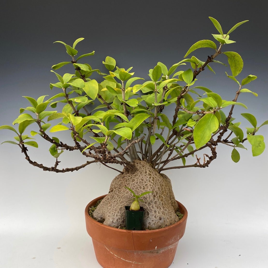 Hydnophytum formicarum (ant plant) - The Plant Lady SF