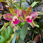Load image into Gallery viewer, Rlc. Waianae Leopard &#39;Ching Hua
