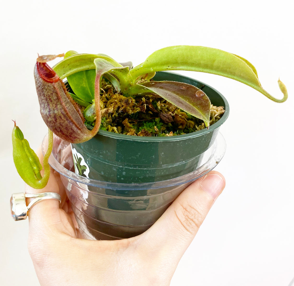 Nepenthes hybrids  (assorted)