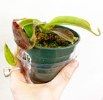 Load image into Gallery viewer, Nepenthes hybrids  (assorted)
