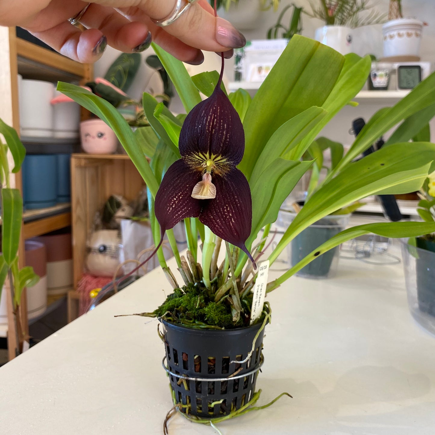 Dracula Raven (rozellii betty x vampira giant)