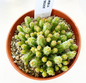 Euphorbia monstrose