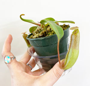 Nepenthes hybrids  (assorted)