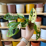 Load image into Gallery viewer, Monstera adansonii ‘Japanese tri-color’ - Variegated
