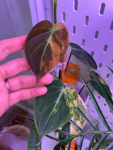 Philodendron ‘Micans’ variegated