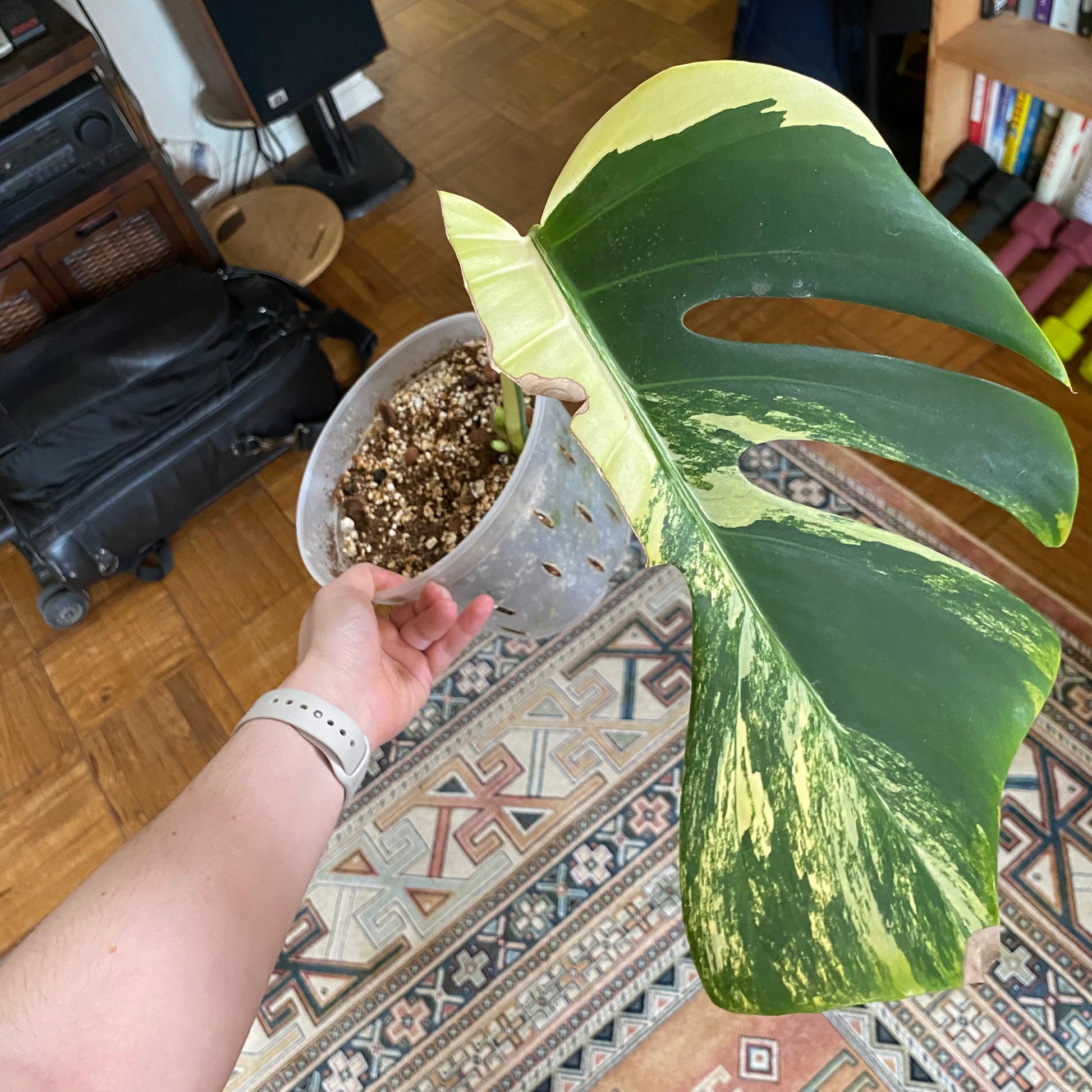monstera deliciosa marmorata Monstera deliciosa var. borsigiana 'Marmorata Aurea' – The Plant Lady SF