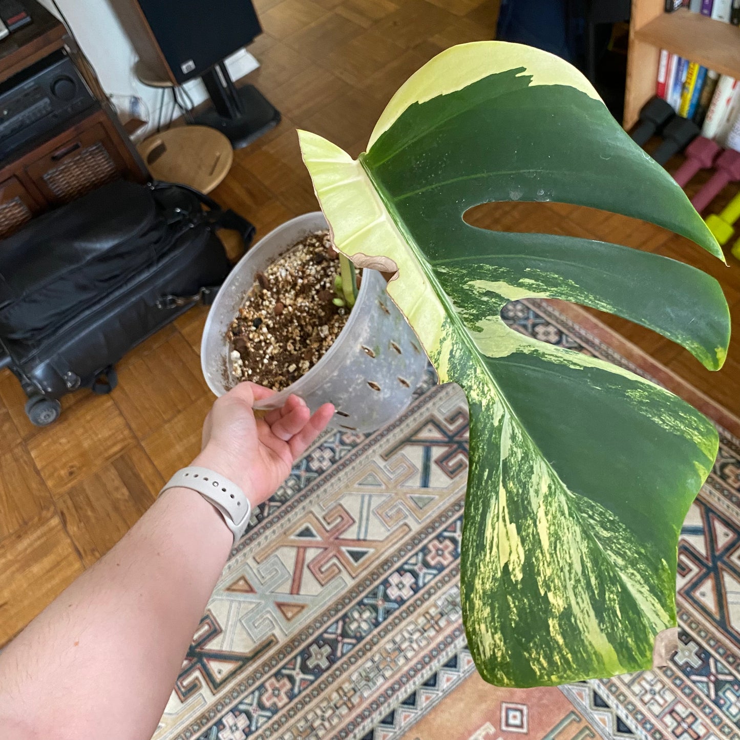 Monstera deliciosa var. borsigiana 'Marmorata Aurea'