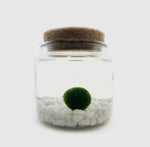 Load image into Gallery viewer, Moss Ball Aquatic Terrarium
