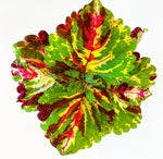 Load image into Gallery viewer, Coleus
