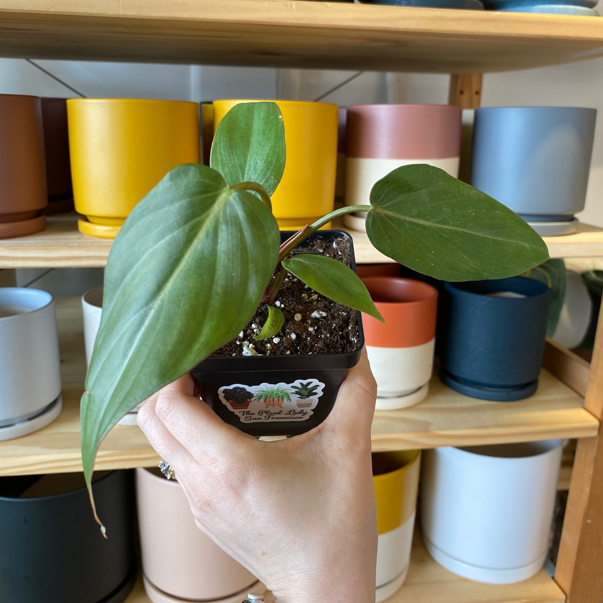 Philodendron 'Summer Glory' – The Plant Lady SF