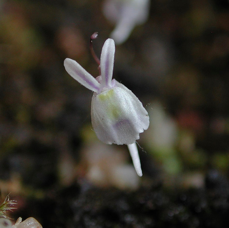 Angry Bunny Bladderwort (Utricularia sandersonii)