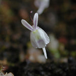 Load image into Gallery viewer, Angry Bunny Bladderwort (Utricularia sandersonii)
