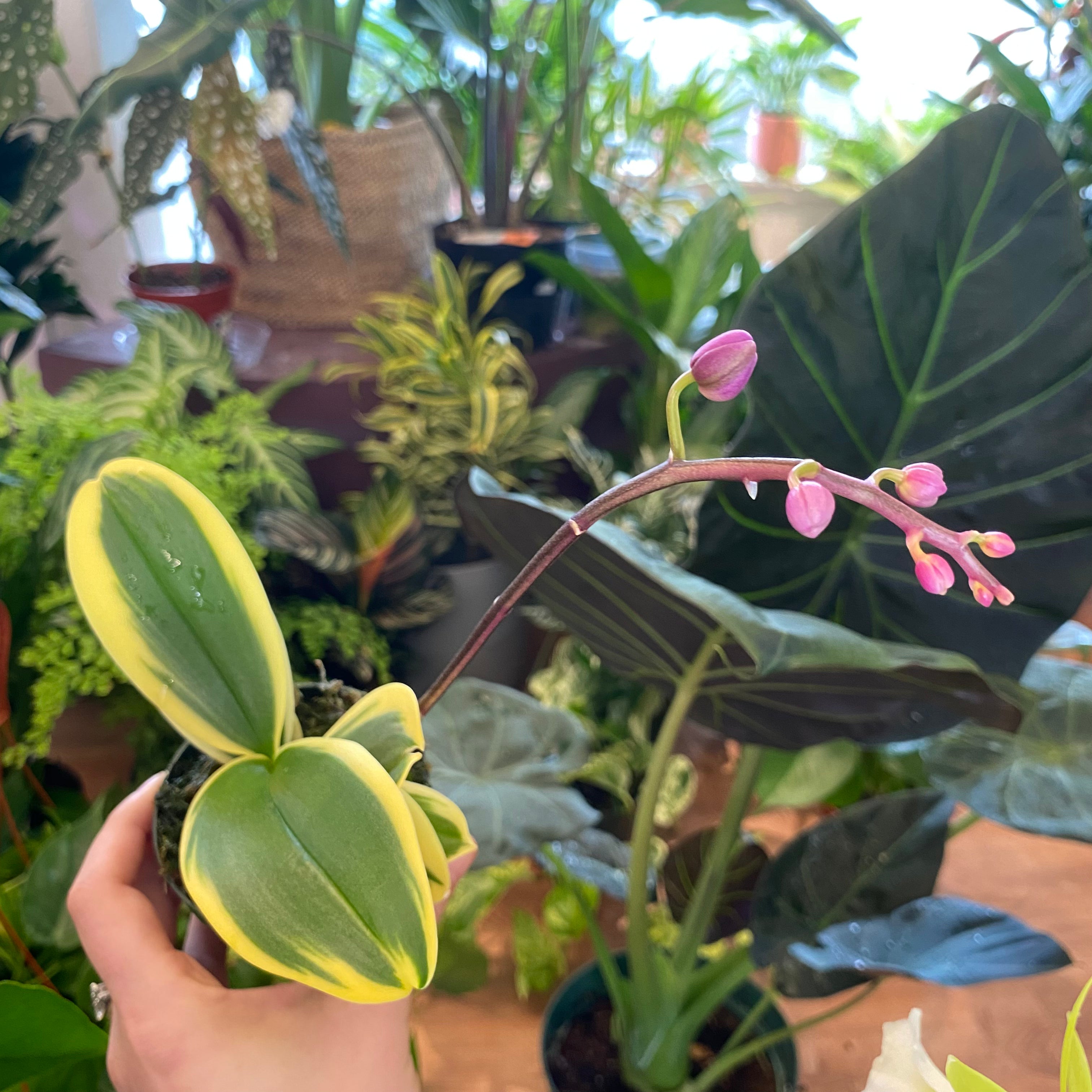 Phalaenopsis Sogo Yenlin Coffee