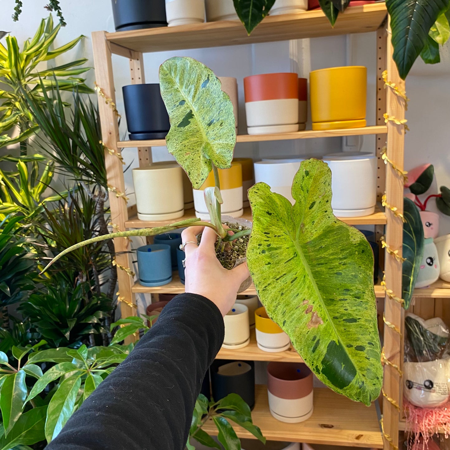 Philodendron 'Paraiso Verde'