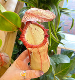 Load image into Gallery viewer, Nepenthes ventricosa x clipeata
