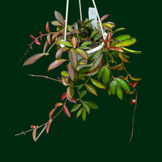 Hoya ‘Rosita’