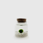 Load image into Gallery viewer, Moss Ball Aquatic Terrarium
