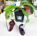Load image into Gallery viewer, Nepenthes &quot;Dream&quot; x briggsiana xx trusmadiensis
