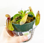 Load image into Gallery viewer, Nepenthes hybrids  (assorted)
