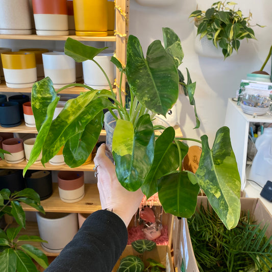 Philodendron ‘Burle Marx’ - Variegated