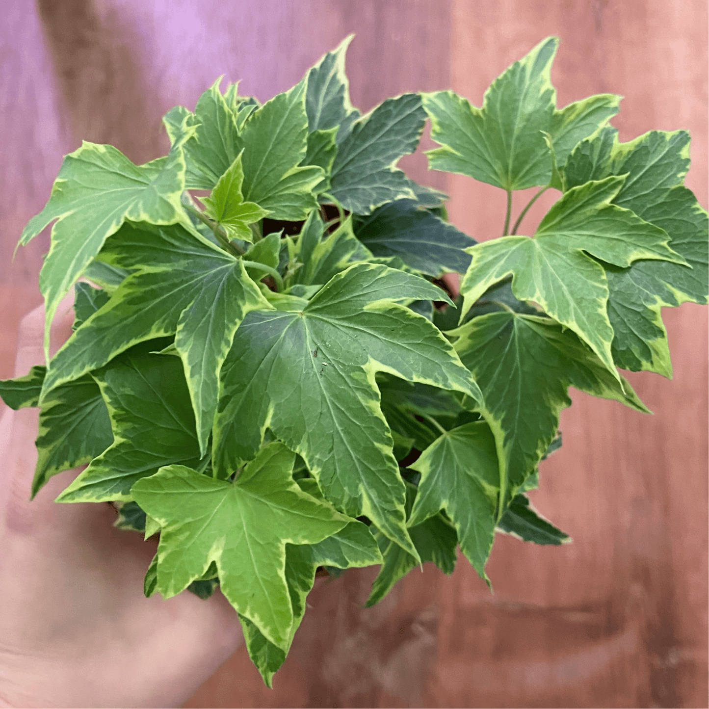 Ivy Plant (Hedera helix) - The Plant Lady SF