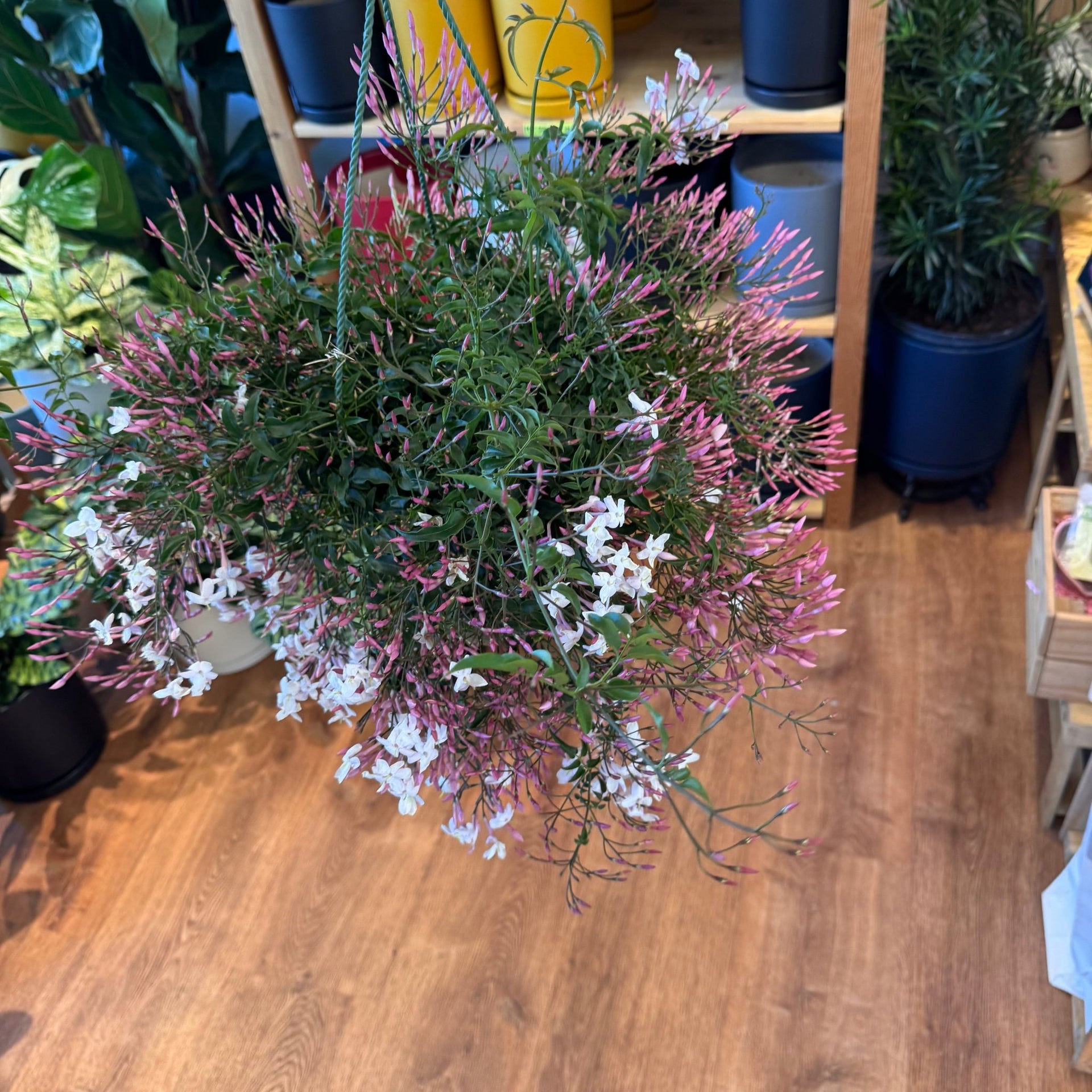 Jasmine polyanthum – The Plant Lady SF