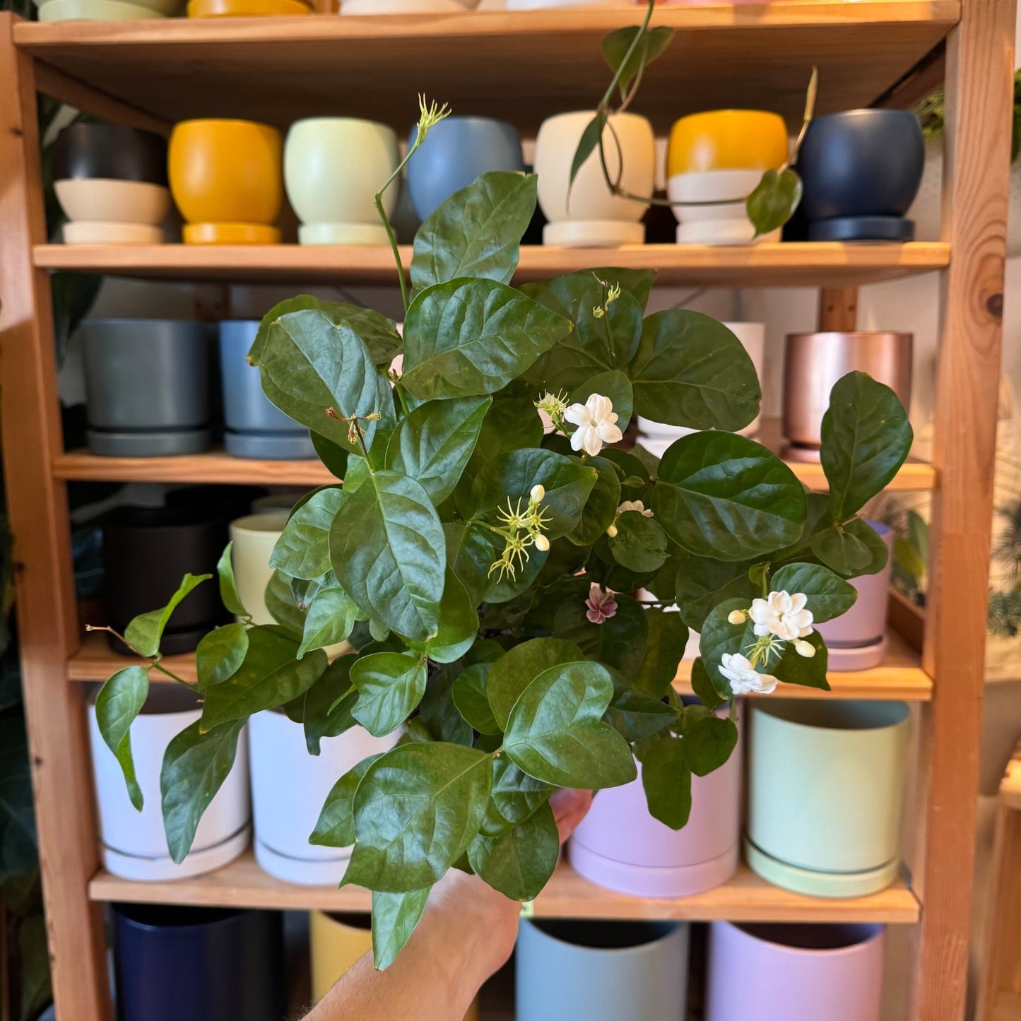 Jasminum sambac - The Plant Lady SF