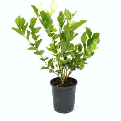 Jasminum sambac - The Plant Lady SF