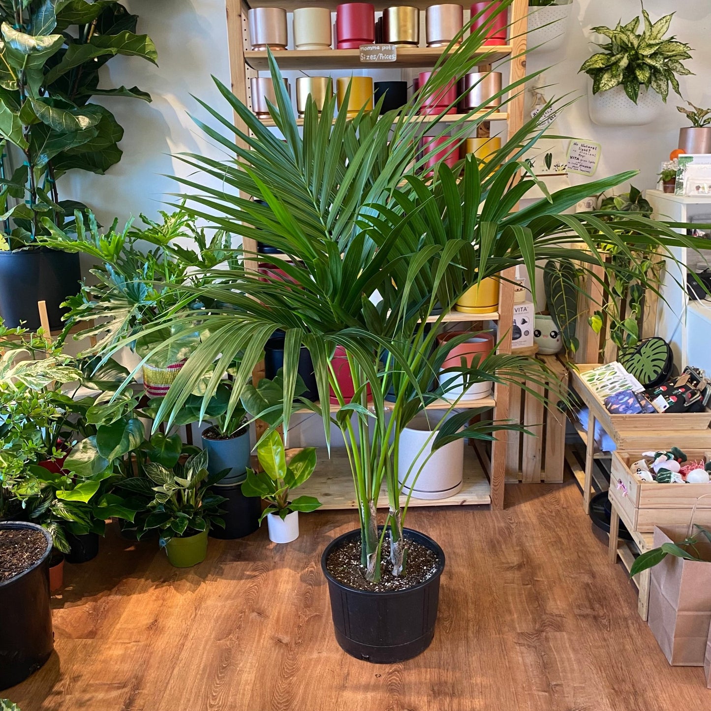 Kentia Palm (Howea forsteriana) - The Plant Lady SF