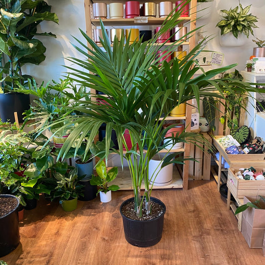 Kentia Palm (Howea forsteriana) - The Plant Lady SF