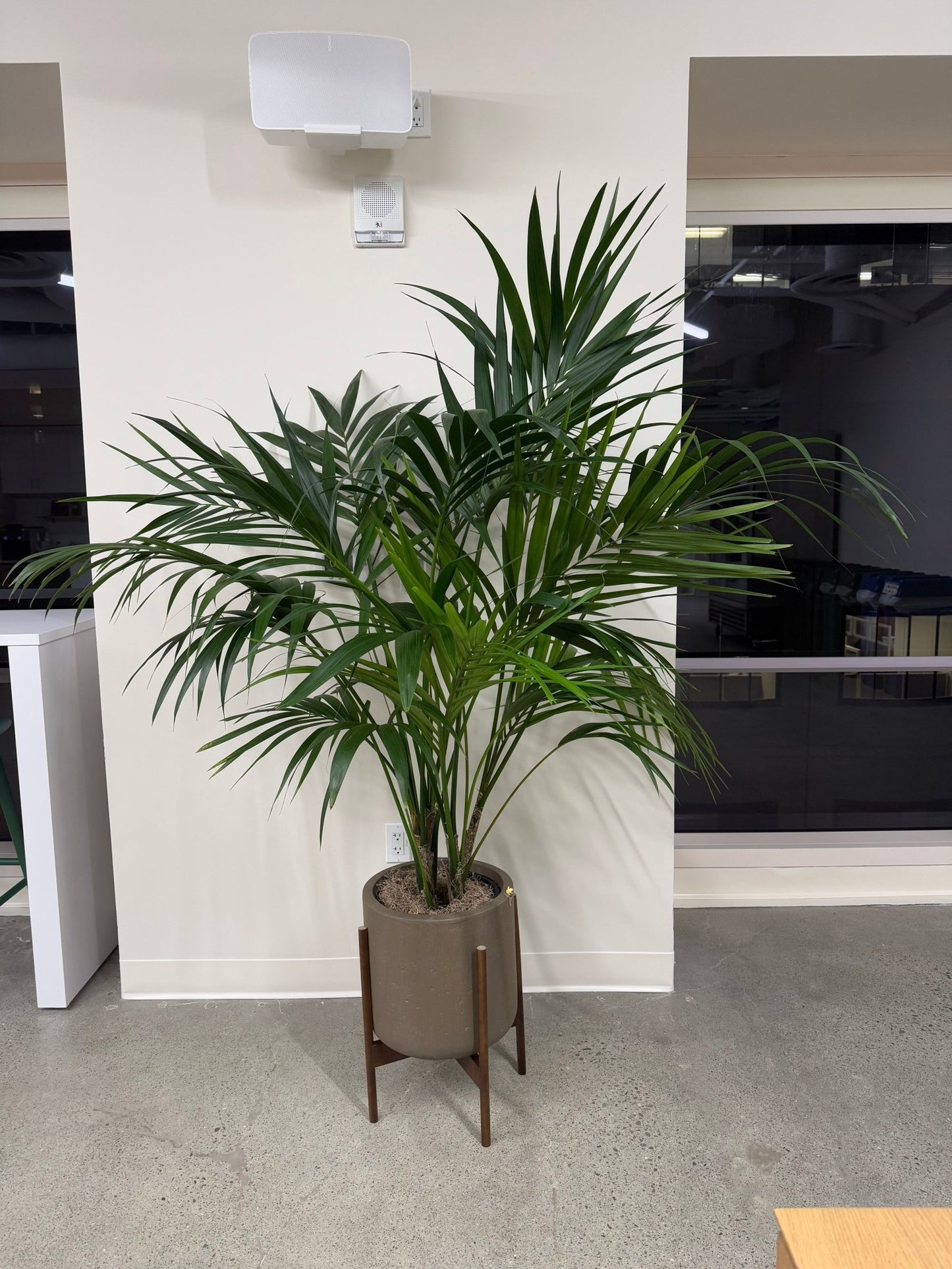 Kentia Palm (Howea forsteriana) - The Plant Lady SF