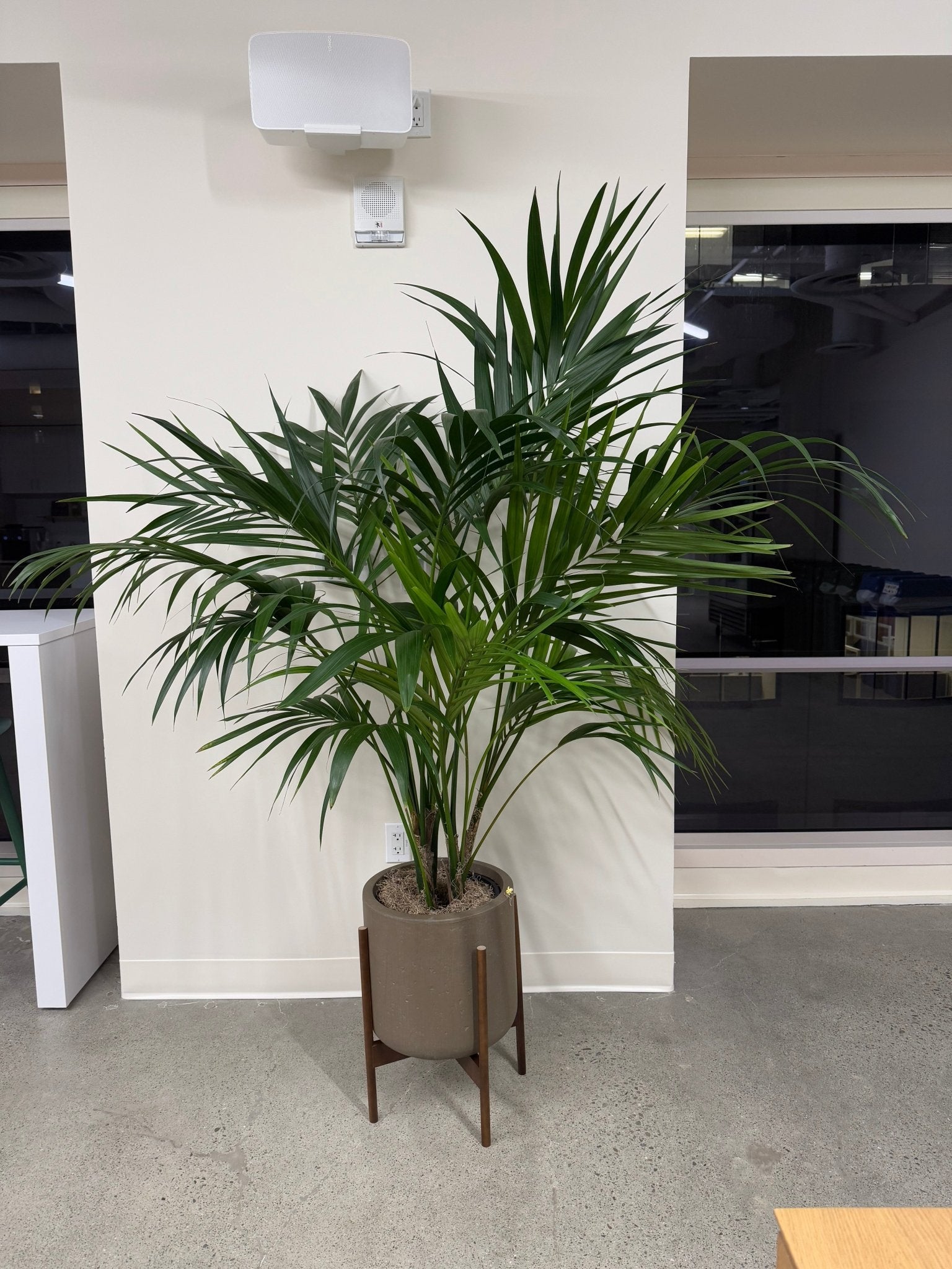 Kentia Palm (Howea forsteriana) - The Plant Lady SF