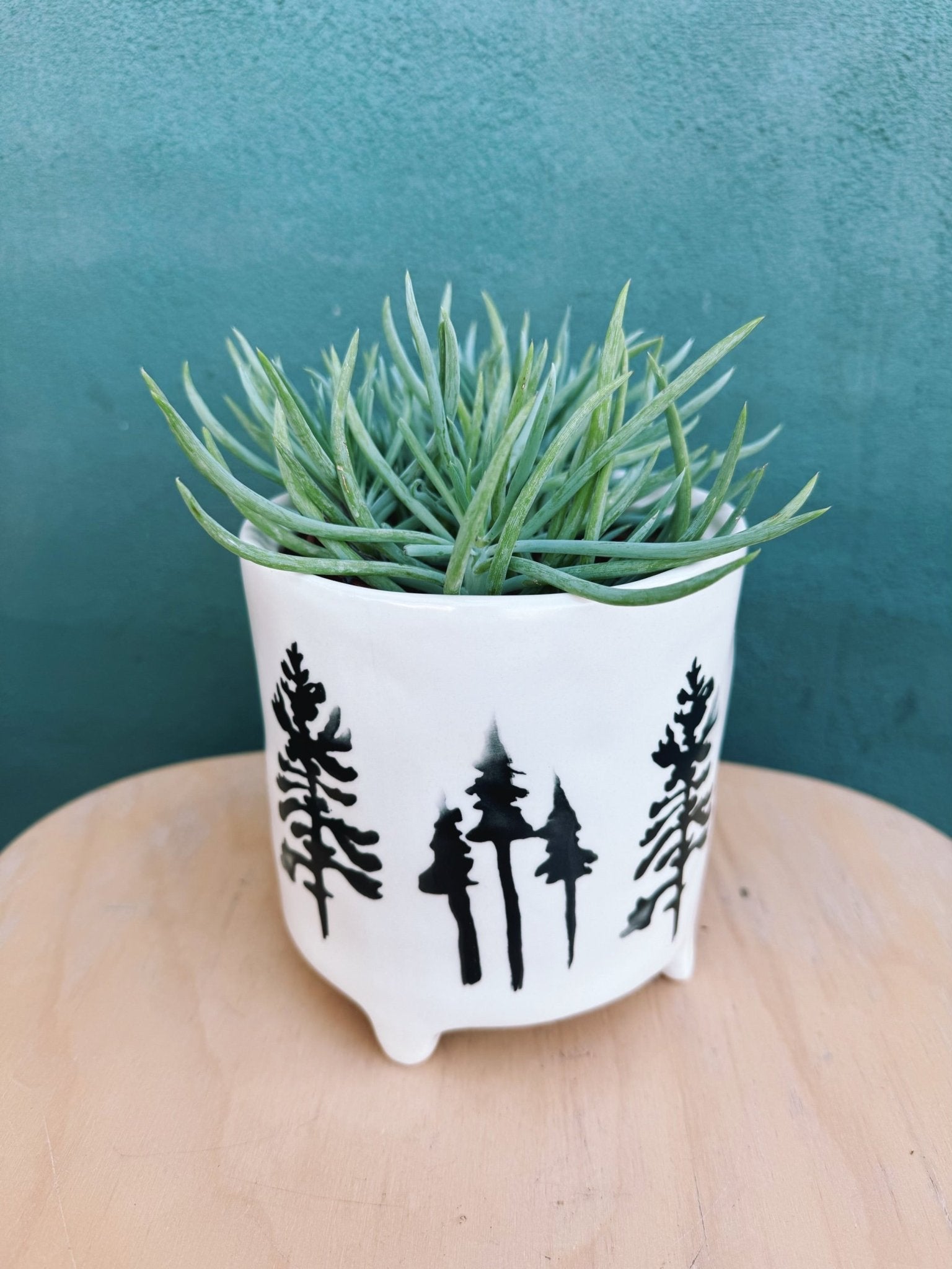 Kezia Pot - The Plant Lady SF