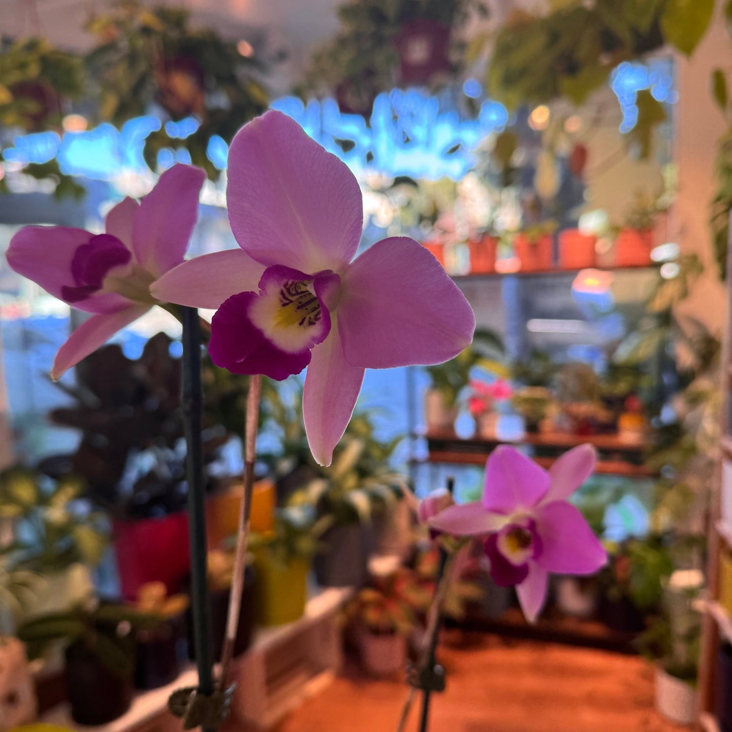 Laelia anceps (sib 'Helen' x 'Marblehall Imperialis') - The Plant Lady SF